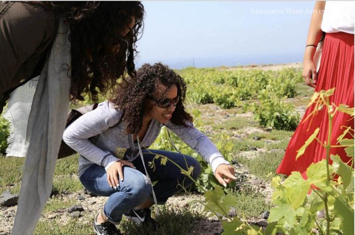 Small Group Santorini Wine Tasting (Daytime Tour)