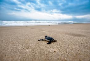 Swimming with Turtles in Zanzibar