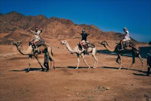 Camel Ride Tour in Wadi Rum