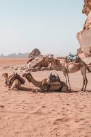 Camel Ride Tour in Wadi Rum