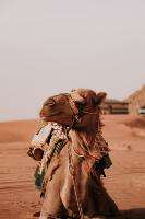 Camel Ride Tour in Wadi Rum